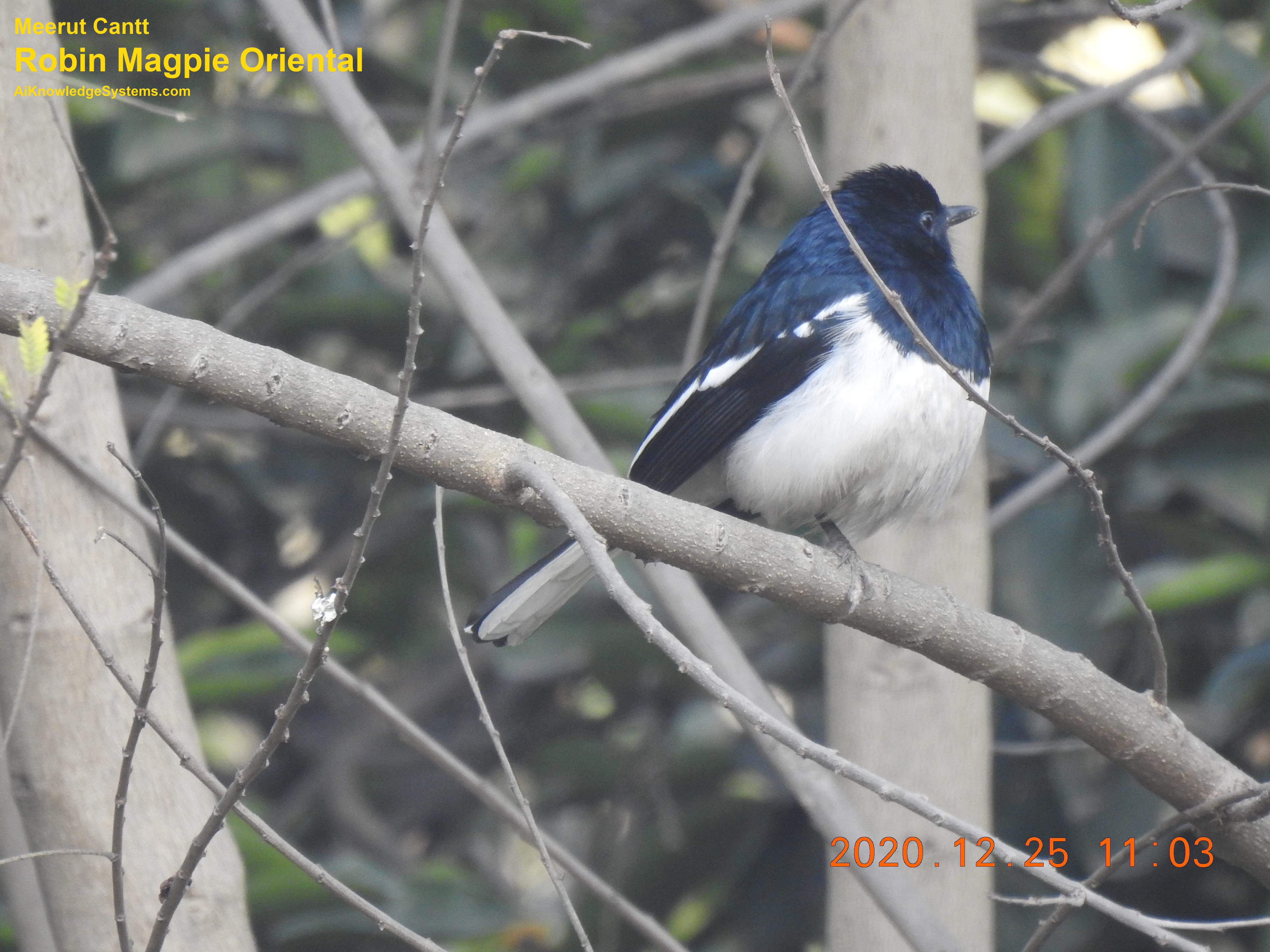 Magpie Robin (116) Coming Soon